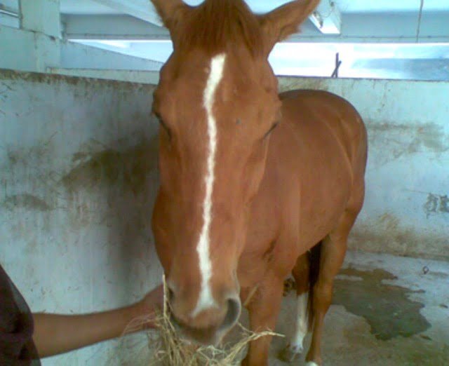 Surgical affections of lips of animals