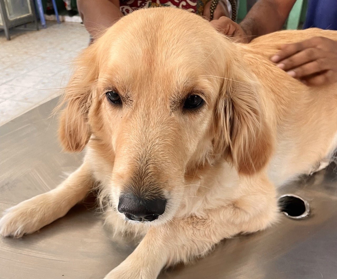 Surgical affections of Nose | Veterinary Regional Surgery