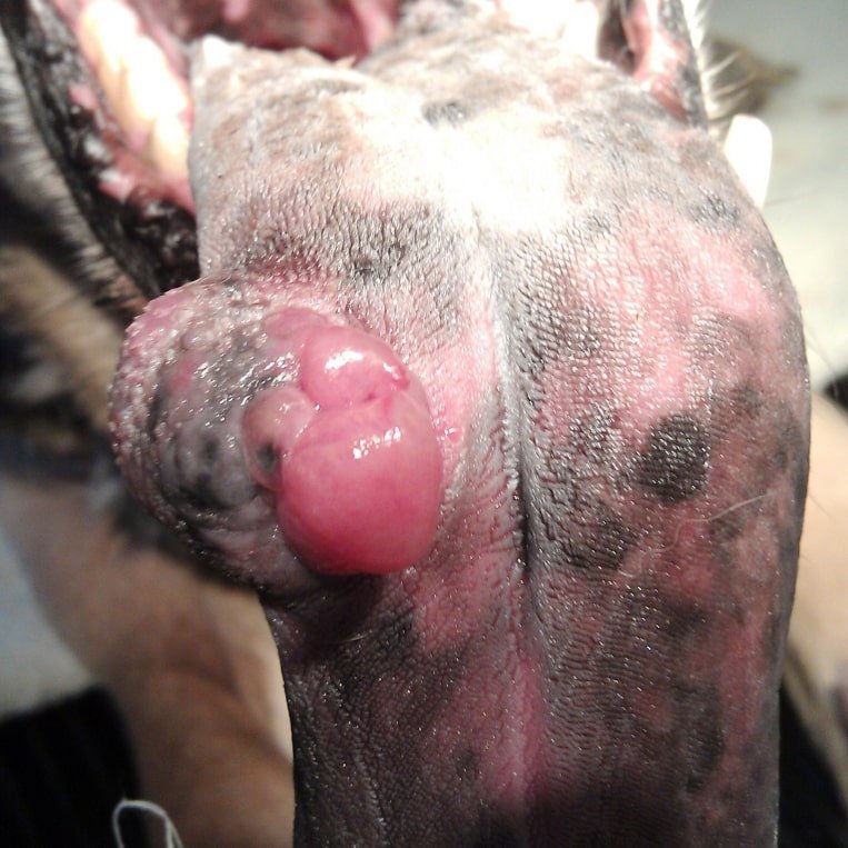 Tumors or Neoplasms of tongue in a Dog - Surgical affections of Tongue