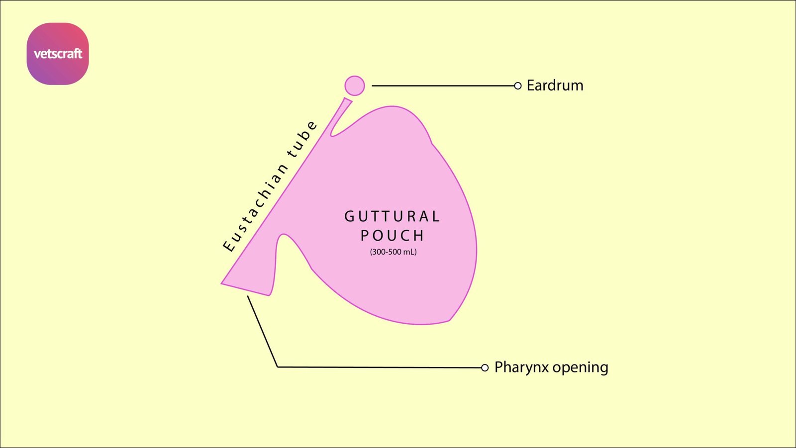 Surgical affections of guttural pouch Tympany, Empyema, Mycosis