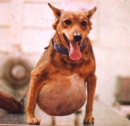 A large Thoracic tumor in a dog- Surgical affections of thorax (Tumor in animals)