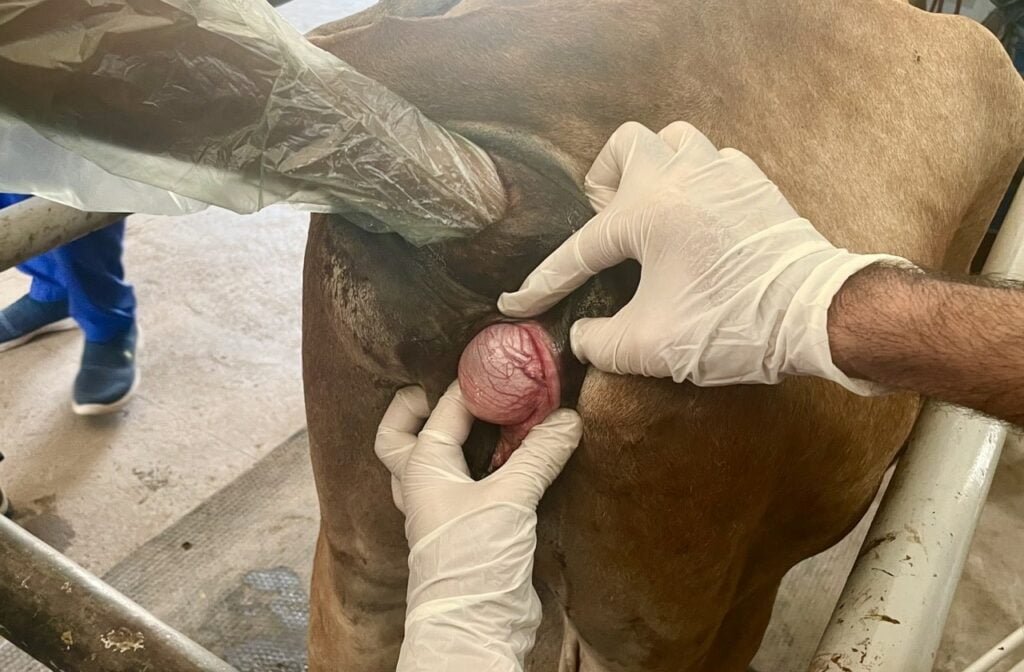 Bartholin cyst in a cow- Surgery of cyst in animals