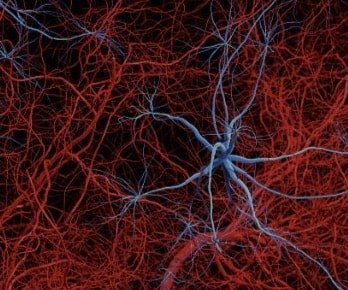 Blood and nerve supply of bone