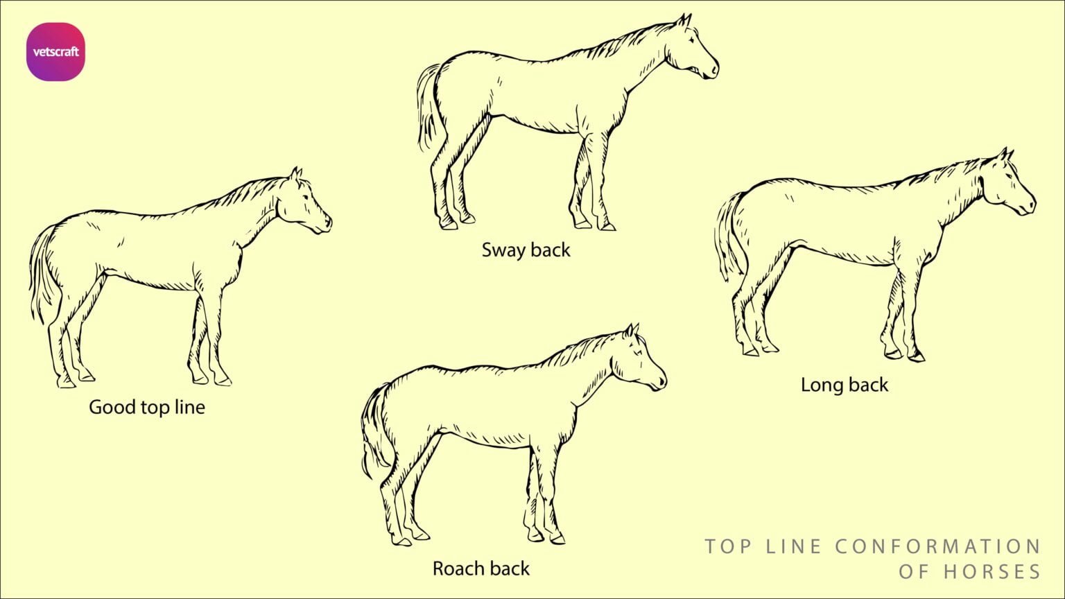 Conformation faults in horses Equine Orthopaedics and Lameness