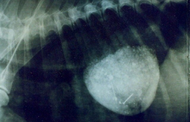 Contrast medium showing Esophageal Diverticulum in a dog- Surgical affections of Oesophagus