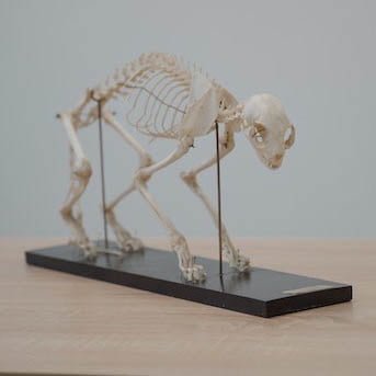 Development of bones in animals