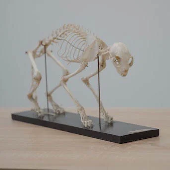 Development of bones in animals