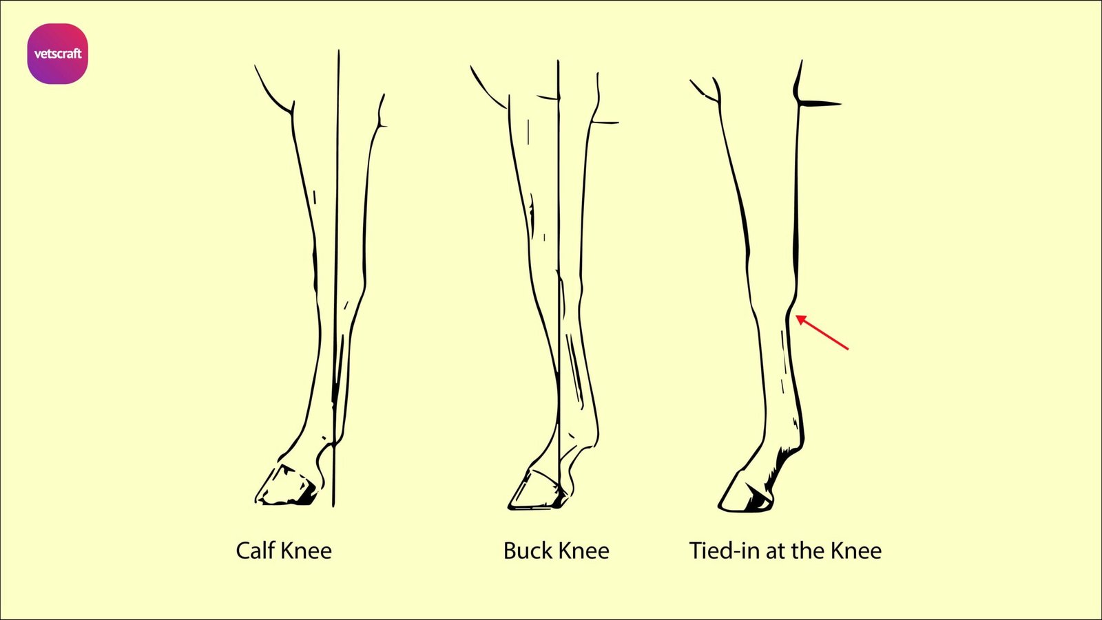 Conformation faults in horses | Equine Orthopaedics and Lameness