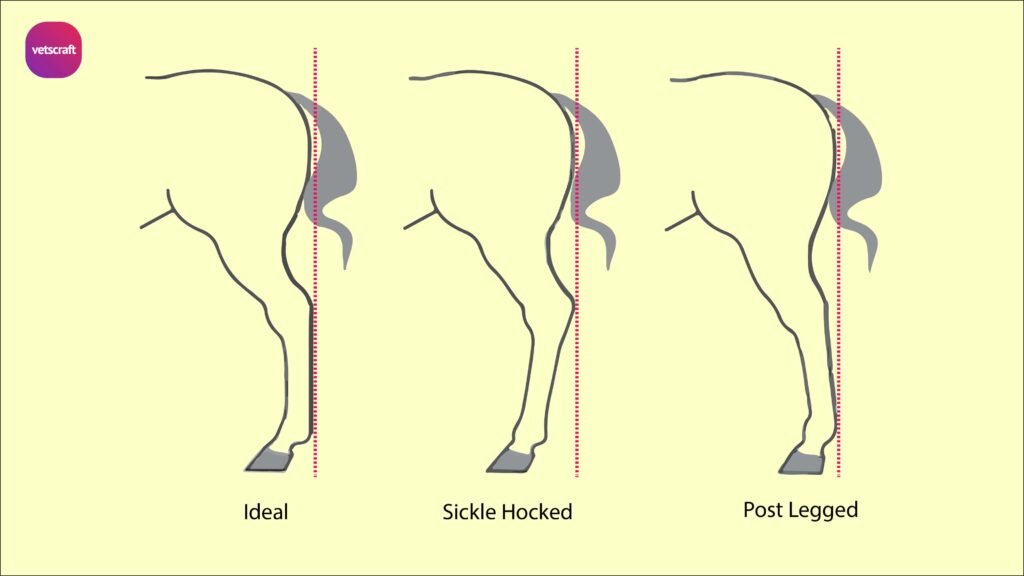 Conformation faults in horses Equine Orthopaedics and Lameness