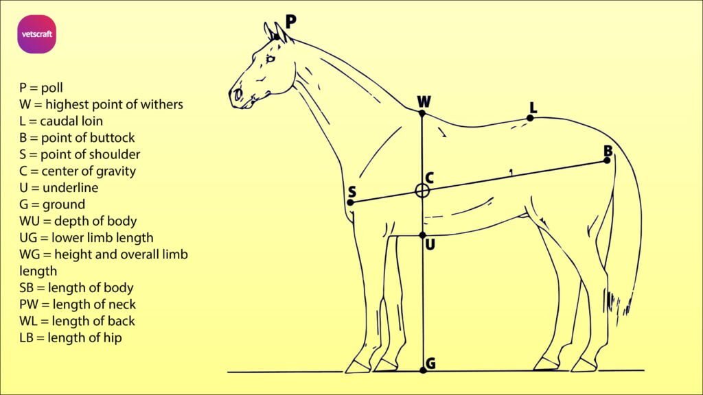 Conformation of the horse Equine Orthopaedics and Lameness