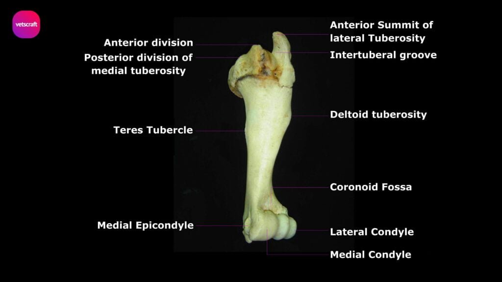 Humerus bone of Ox - Anterior view (Left)