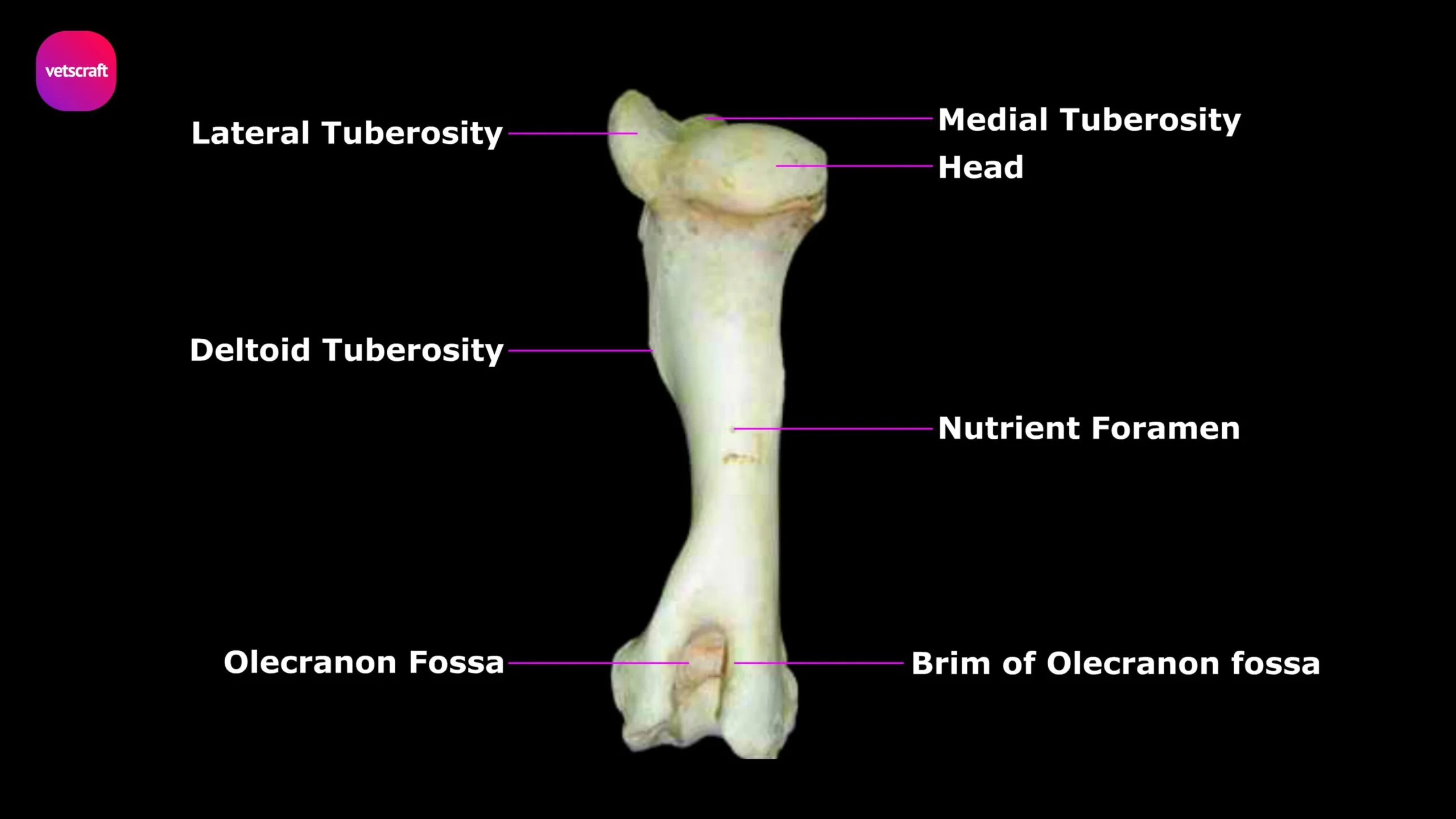Humerus Bone of Ox, Horse, Pig, Dog, Fowl, Rabbit, Sheep & Goat