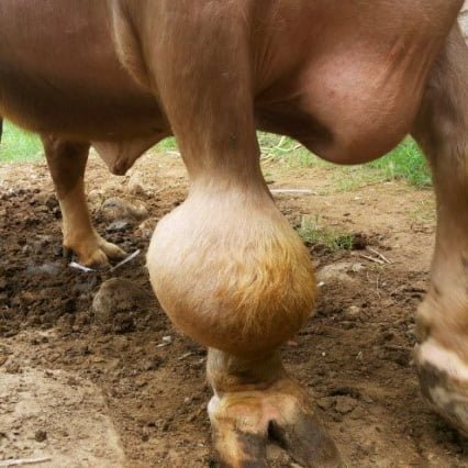 Hygroma of the knee in animals (Cattle, Horse, dog, cat, pig, fowl, sheep and goats)
