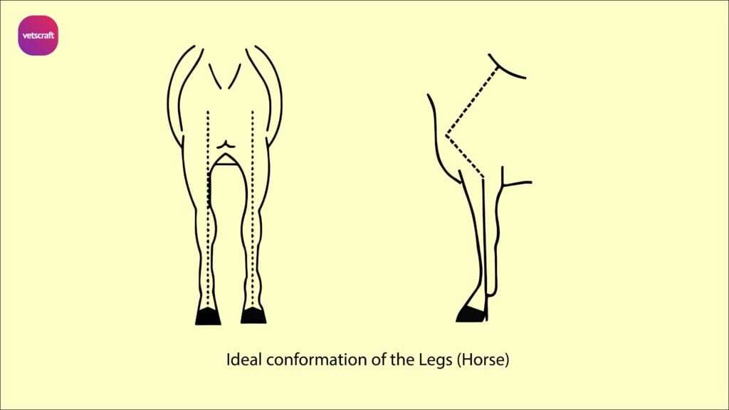 Conformation of the horse Equine Orthopaedics and Lameness