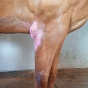Inflammation of the intertubercular bursa (bicipitalbursitis) in a horse