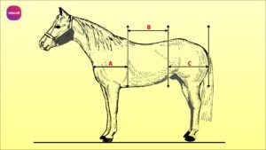 Conformation of the horse | Equine Orthopaedics and Lameness