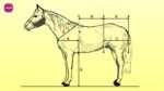Conformation of the horse | Equine Orthopaedics and Lameness