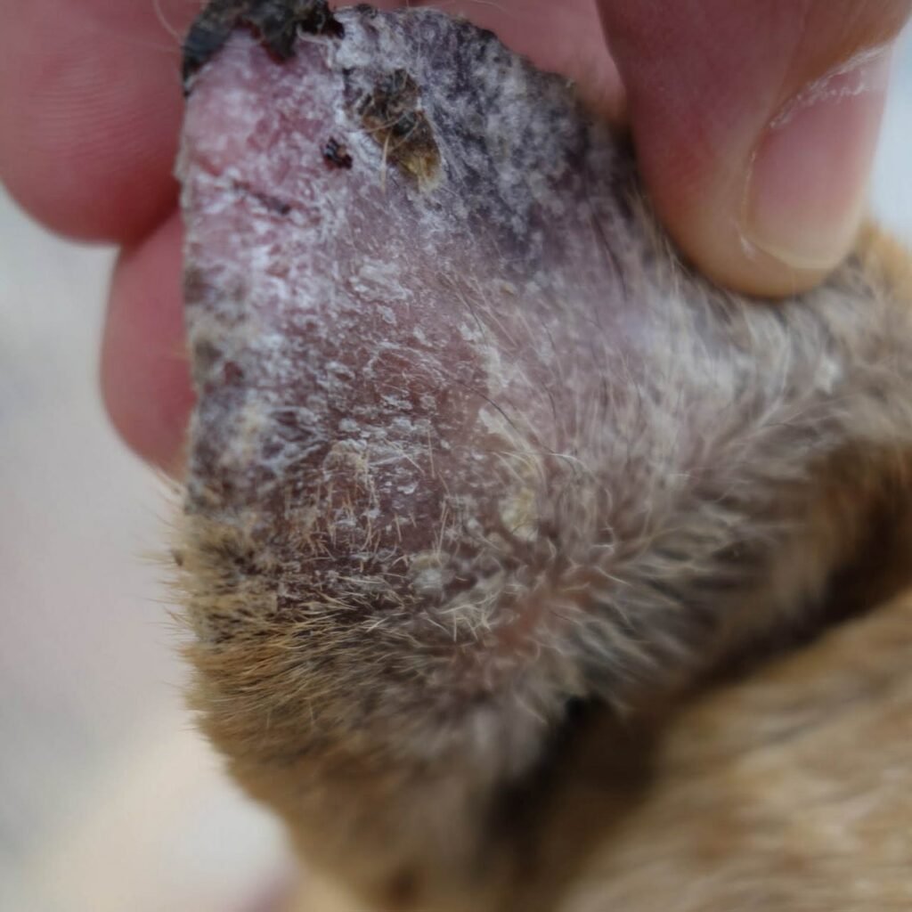 Necrosis of ear - Surgery of Necrosis in animals