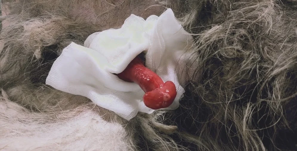 Paraphimosis in a dog- Surgical affections of penis and sheath