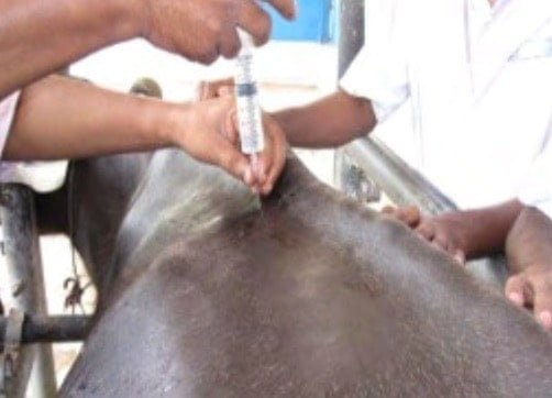 Paravertebral nerve block for Rumenotomy- Surgical affections of Ruminant stomach