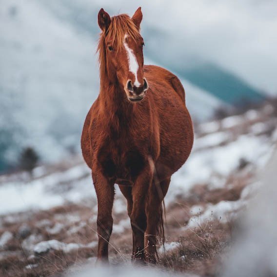 Purulent and chronic omarthritis in horses