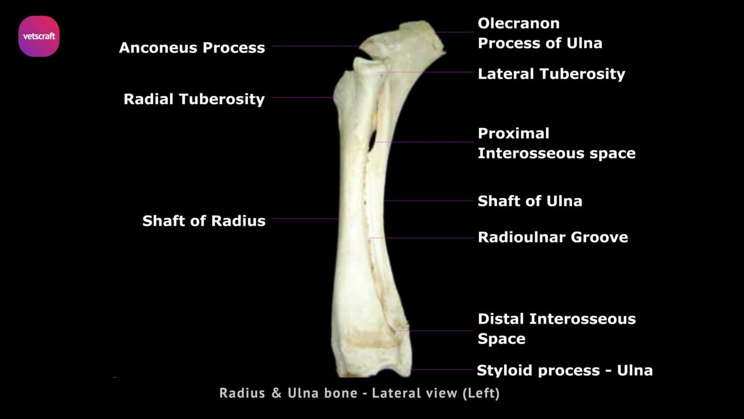 Radius Bone of Ox, Horse, Dog, Fowl, Pig, Rabbit, Sheep & Goats