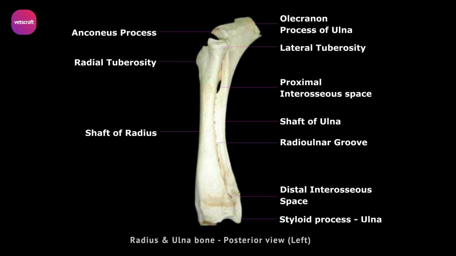 Radius Bone of Ox, Horse, Dog, Fowl, Pig, Rabbit, Sheep & Goats