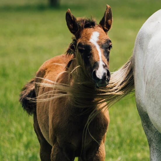 Shin Soreness in horses