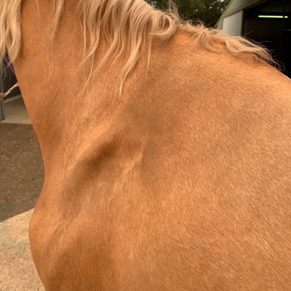 Suprascapular nerve injury (Sweeney) in Horses