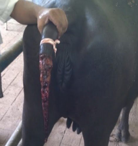 Surgery of Gangrene in animals