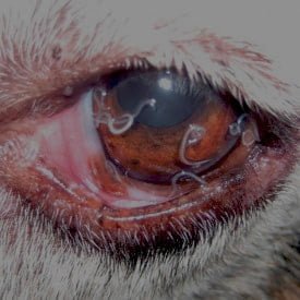 Thelaziasis - Eye worm affections in large animals
