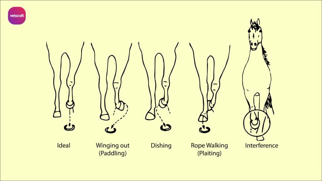 Travel defects in horse (Ideal, Winging out or Paddling, Dishing, Rope Walking or Plaiting, interference)