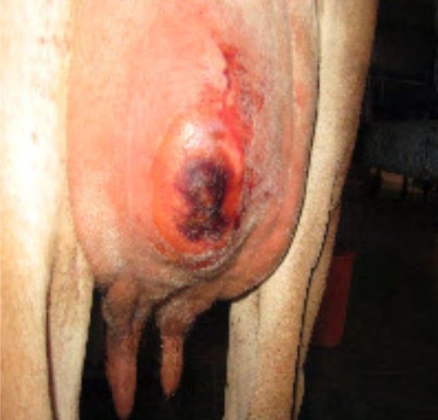 Udder abscess in a cow- Surgical affections of udder and teats