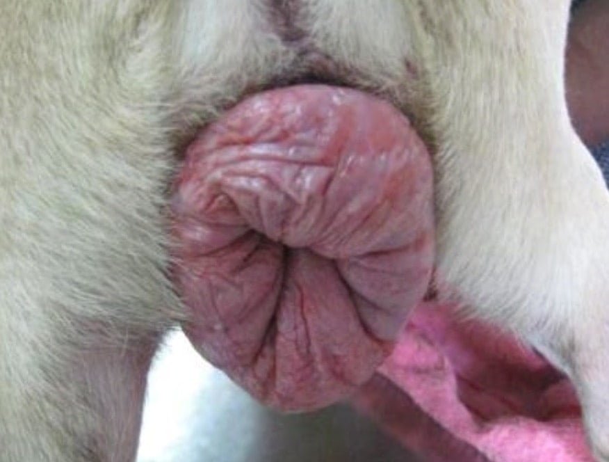 Vaginal prolapse or hyperplasia in a dog- Surgical affections of ovary and uterus
