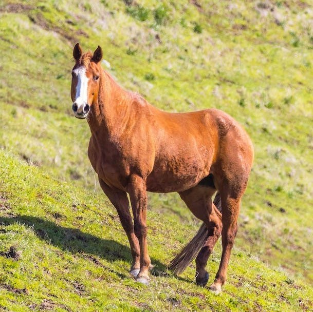 Bucked Shins in horses