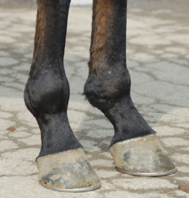 Osselets in horses Traumatic Arthritis of the Fetlock Joint