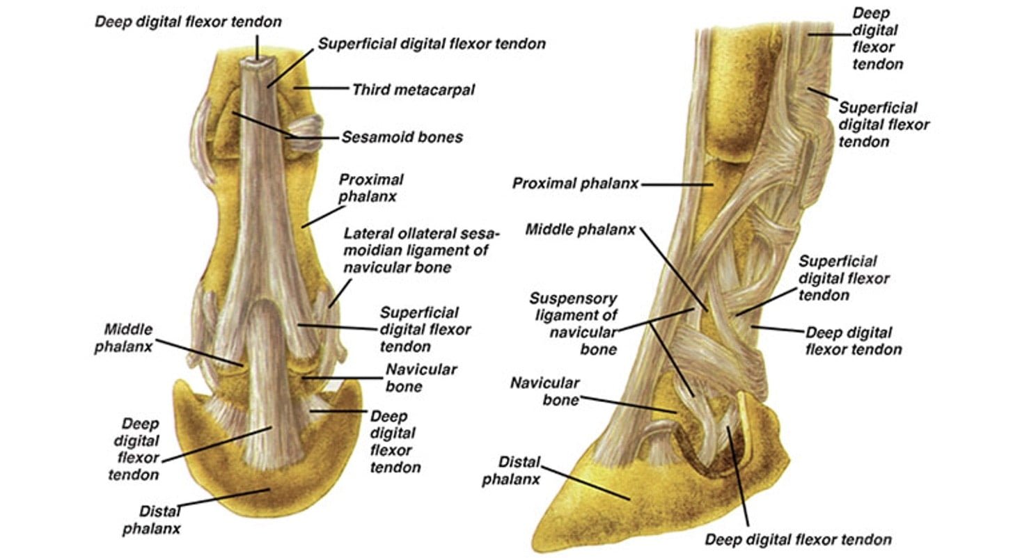 Navicular syndrome in horses Degeneration of the navicular bone