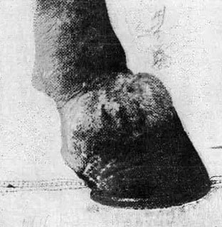 Pyramidal Disease in Horses affected foot of a horse