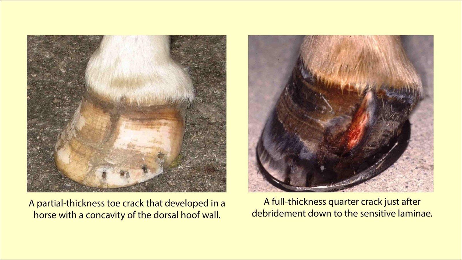 Sand Cracks in Horses Toe, Quarter and Heel Cracks in Equine