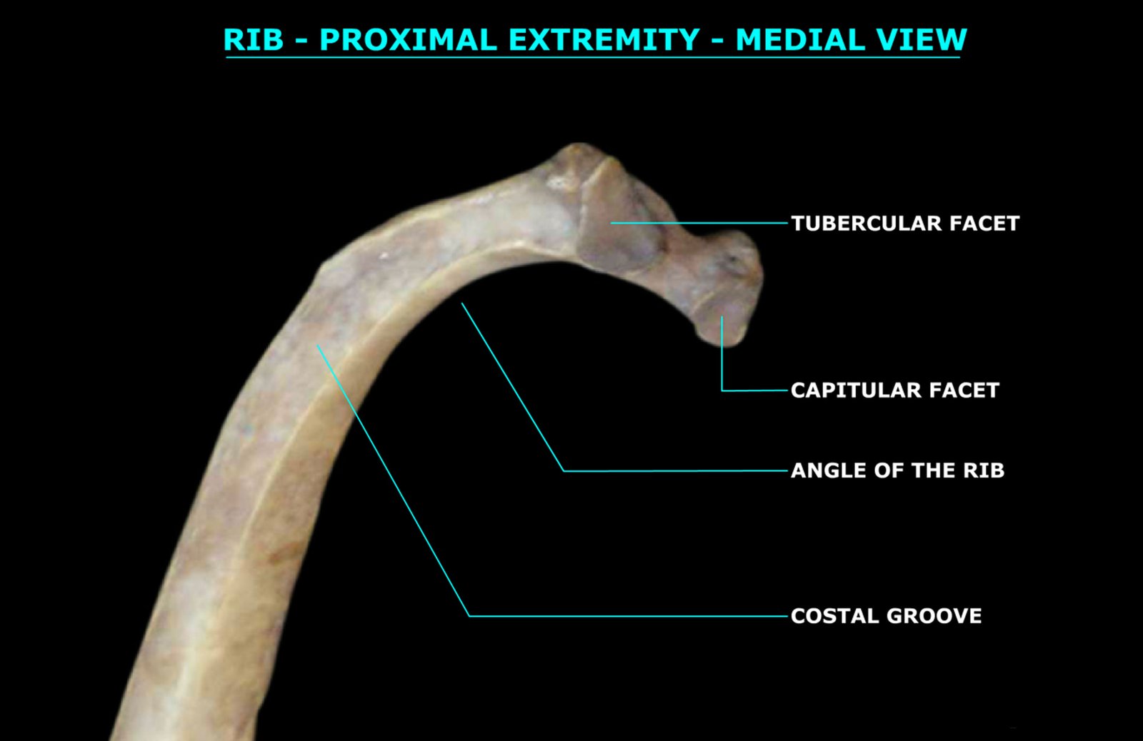 RIB (PROXIMAL EXTREMITY) (MEDIAL VIEW)