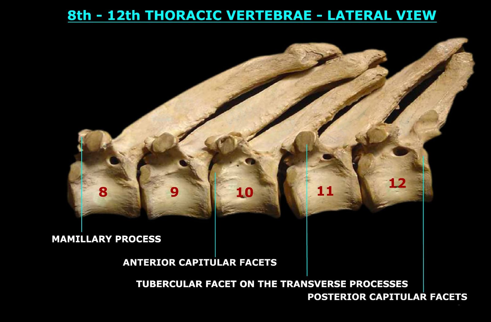 8th to 12th THORACIC VERTEBRAE (LATERAL VIEW)