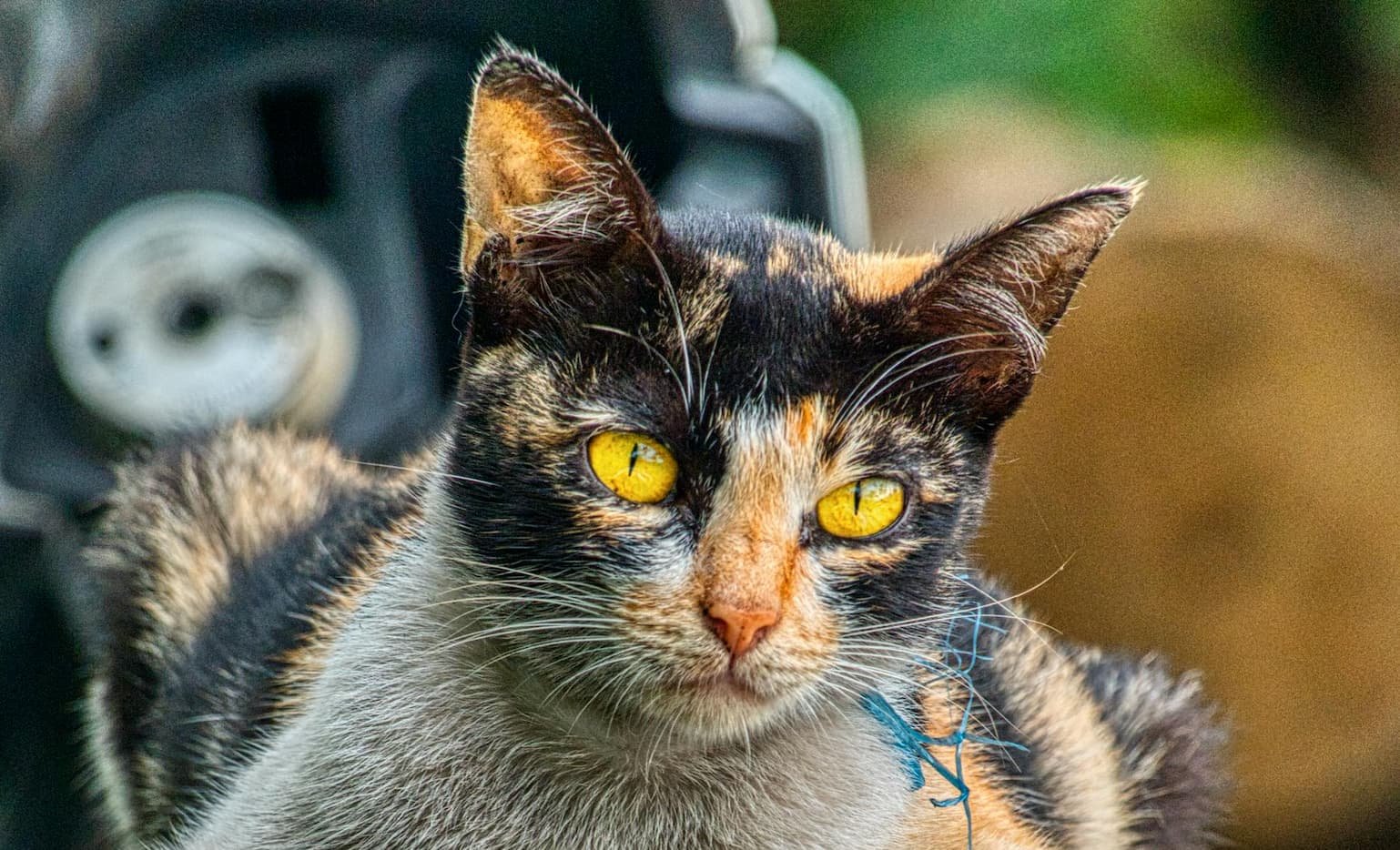 A Male Tortoiseshell Cat