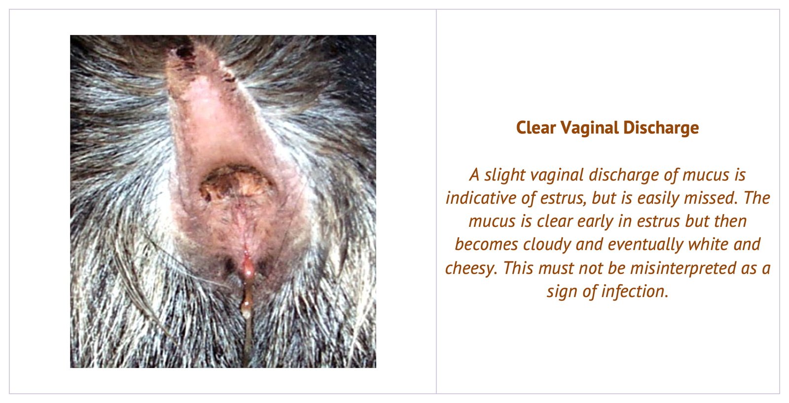 A slight vaginal discharge of mucus is indicative of estrus in a doe