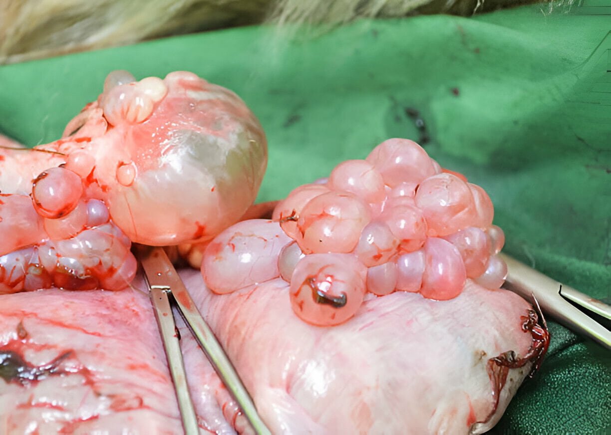 Abnormalities of Reproductive Tract in Animals