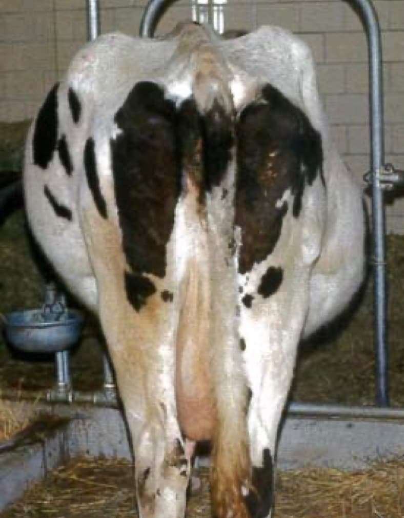 Abomasal Displacement in a cattle