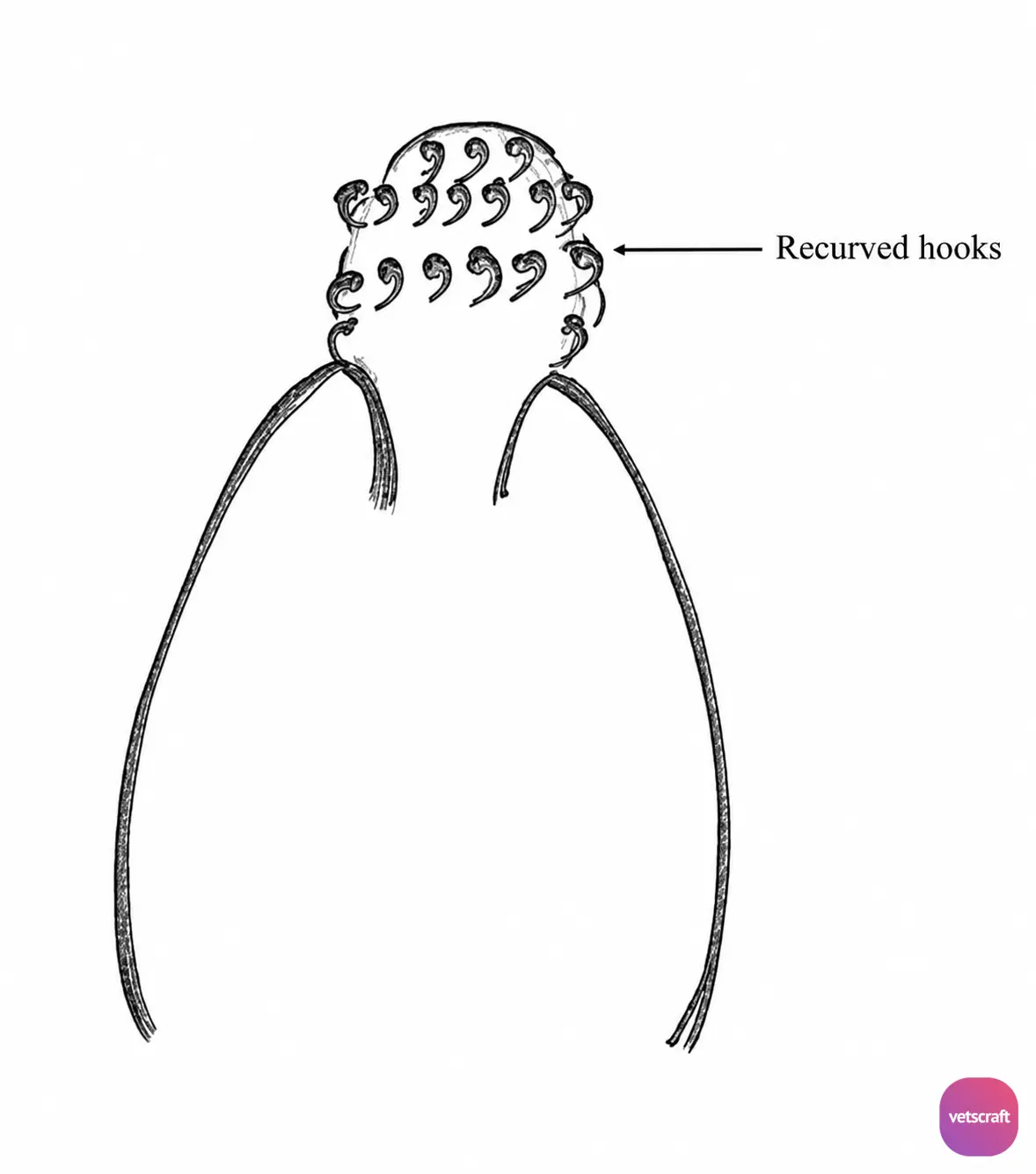 Acanthocephala (Thorny-Headed Worms) - Recurved Hooks