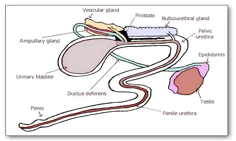 Accessory Sex Glands of Male