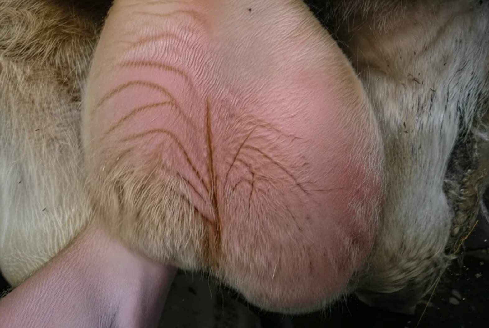 Acquired Testicular Pathology in a Bull