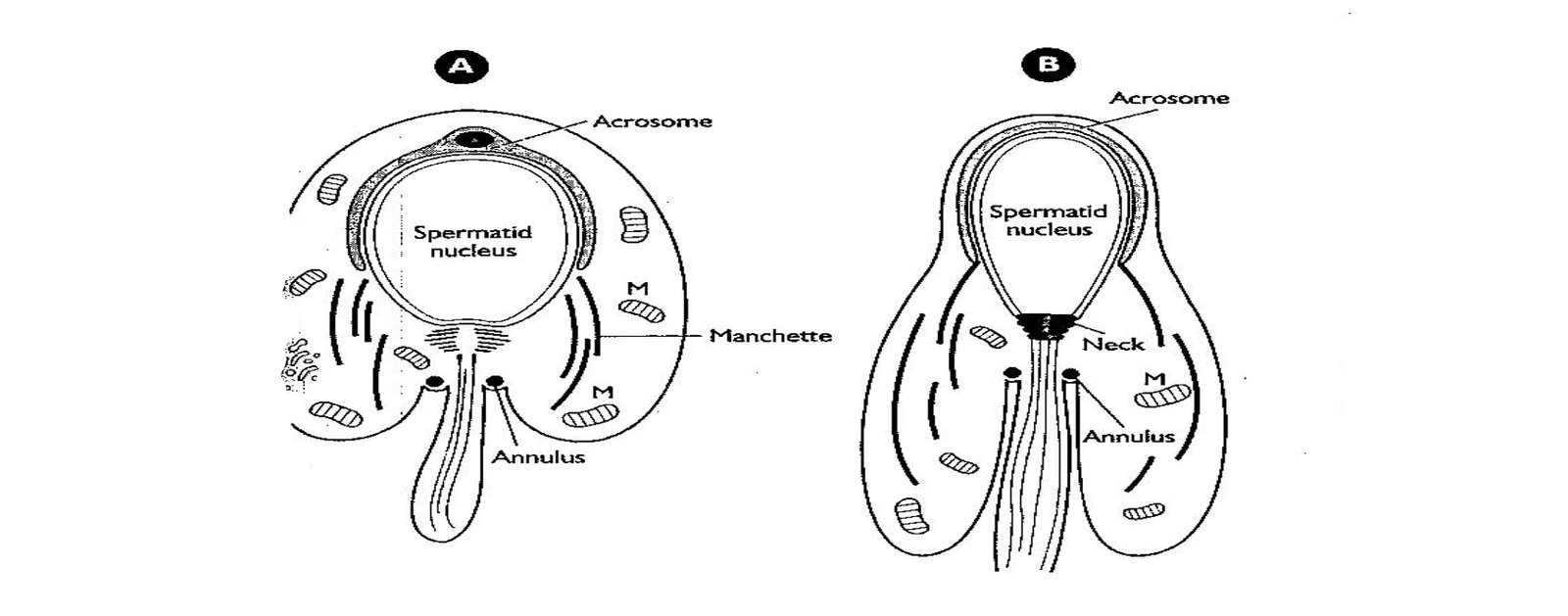 Acrosomal Phase of Spermatogenesis