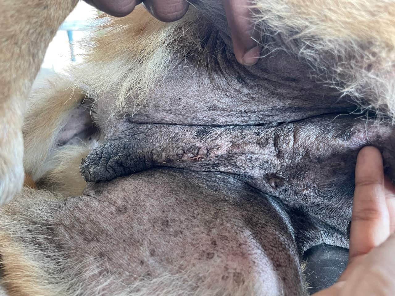 Advance stage of Cystitis (inflammation of the urinary bladder) in a dog